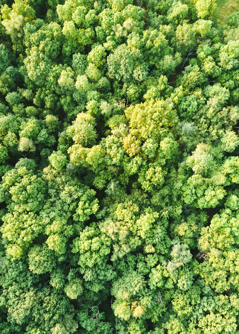 Forest canopy from above