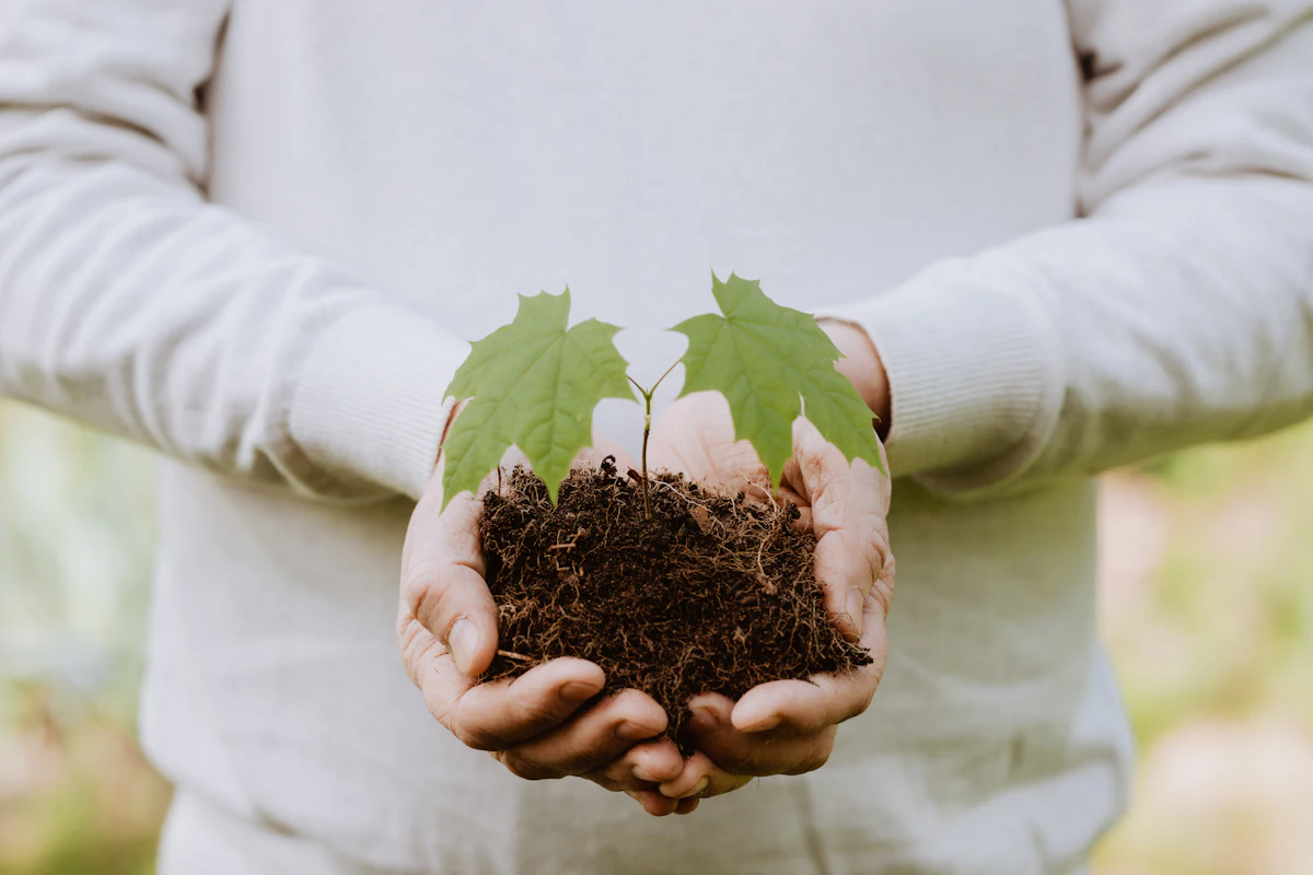 A sapling held in two hands