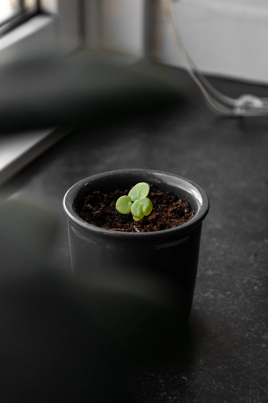 A seedling sprouting from a matte black pot