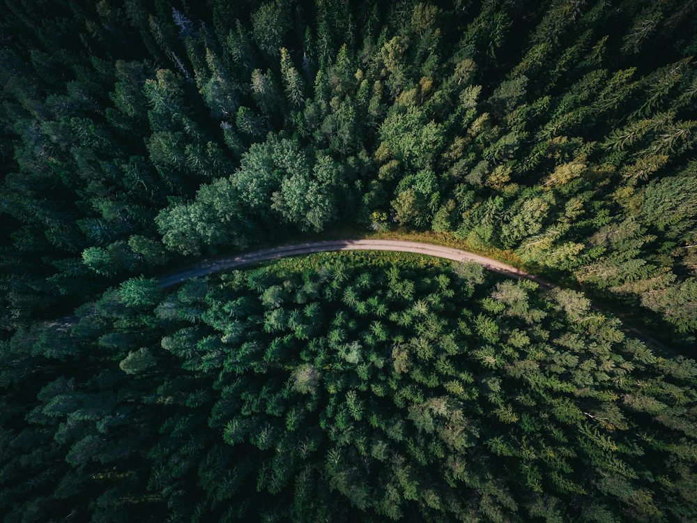 Aerial view of a forest road winding through dense pines