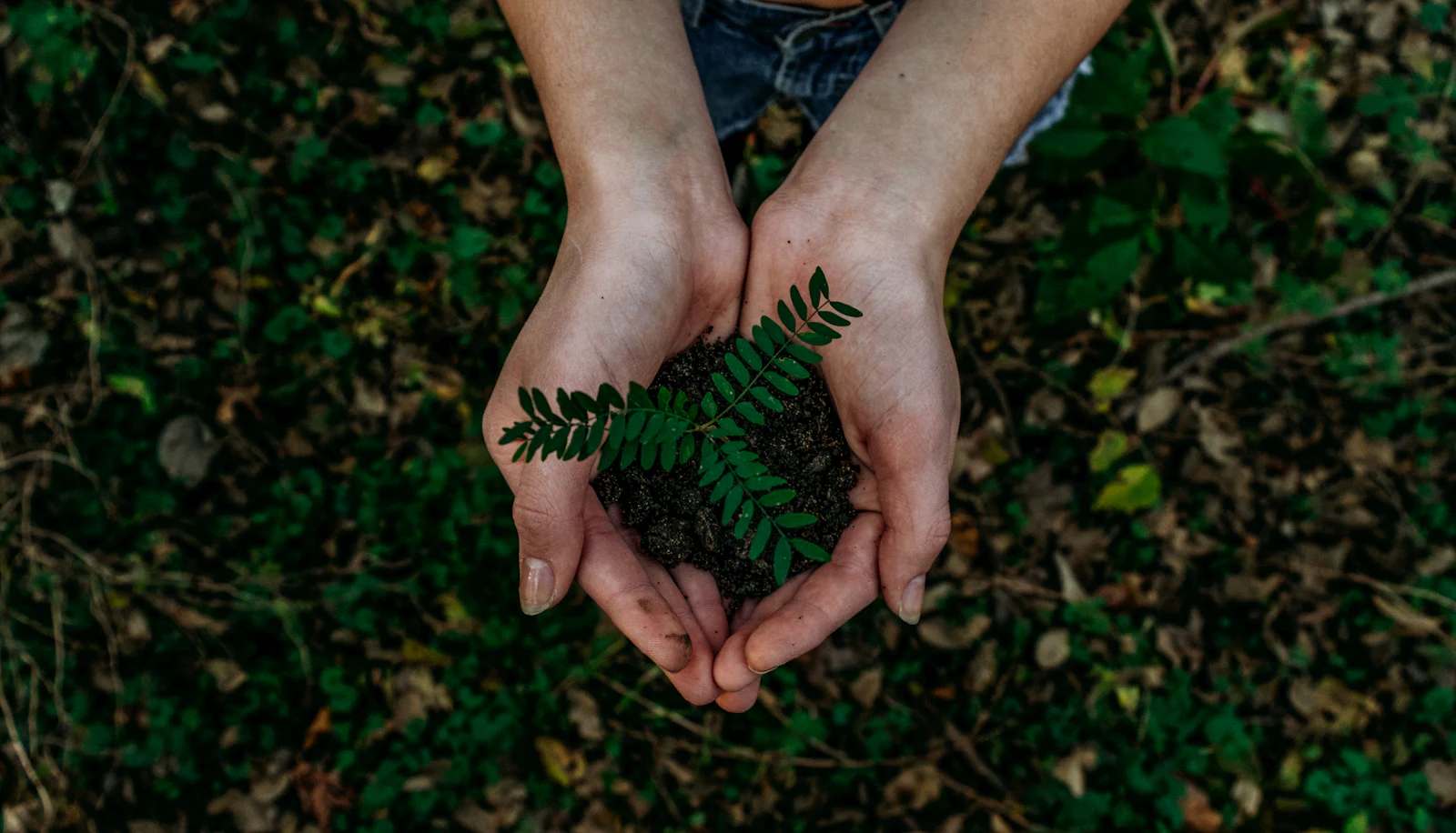 Cupped hands holding a fern seedling above the forest floor